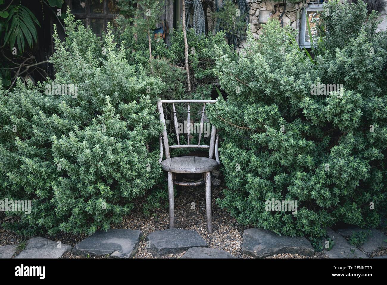antique wooden chair in the garden surrounded by green leaves. Stock Photo