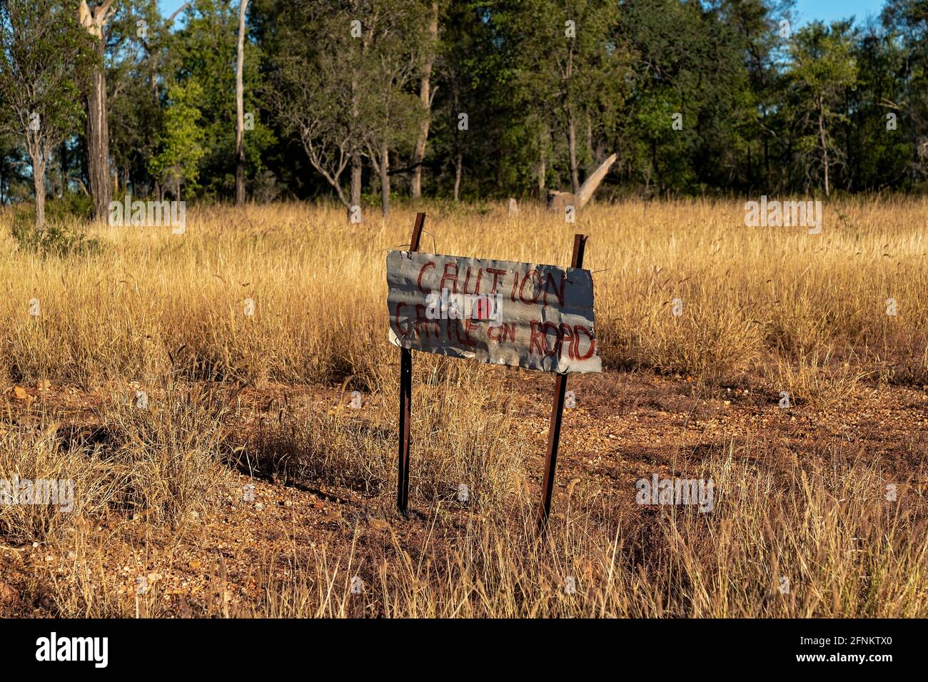 Caution Cattle On Road dilapidated old tin sign Stock Photo