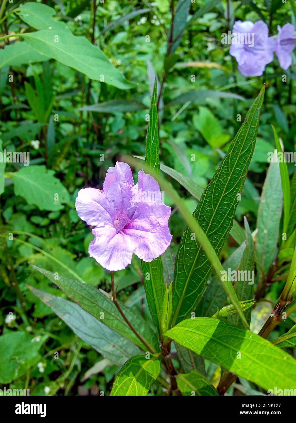 Purple flowers with green leaves hi-res stock photography and images ...