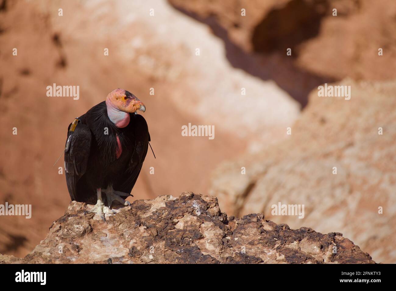 California Condor - close up detailed portrait of a mature Condor perched in the cliffs above the Colorado River, just upstream from the Grand Canyon Stock Photo
