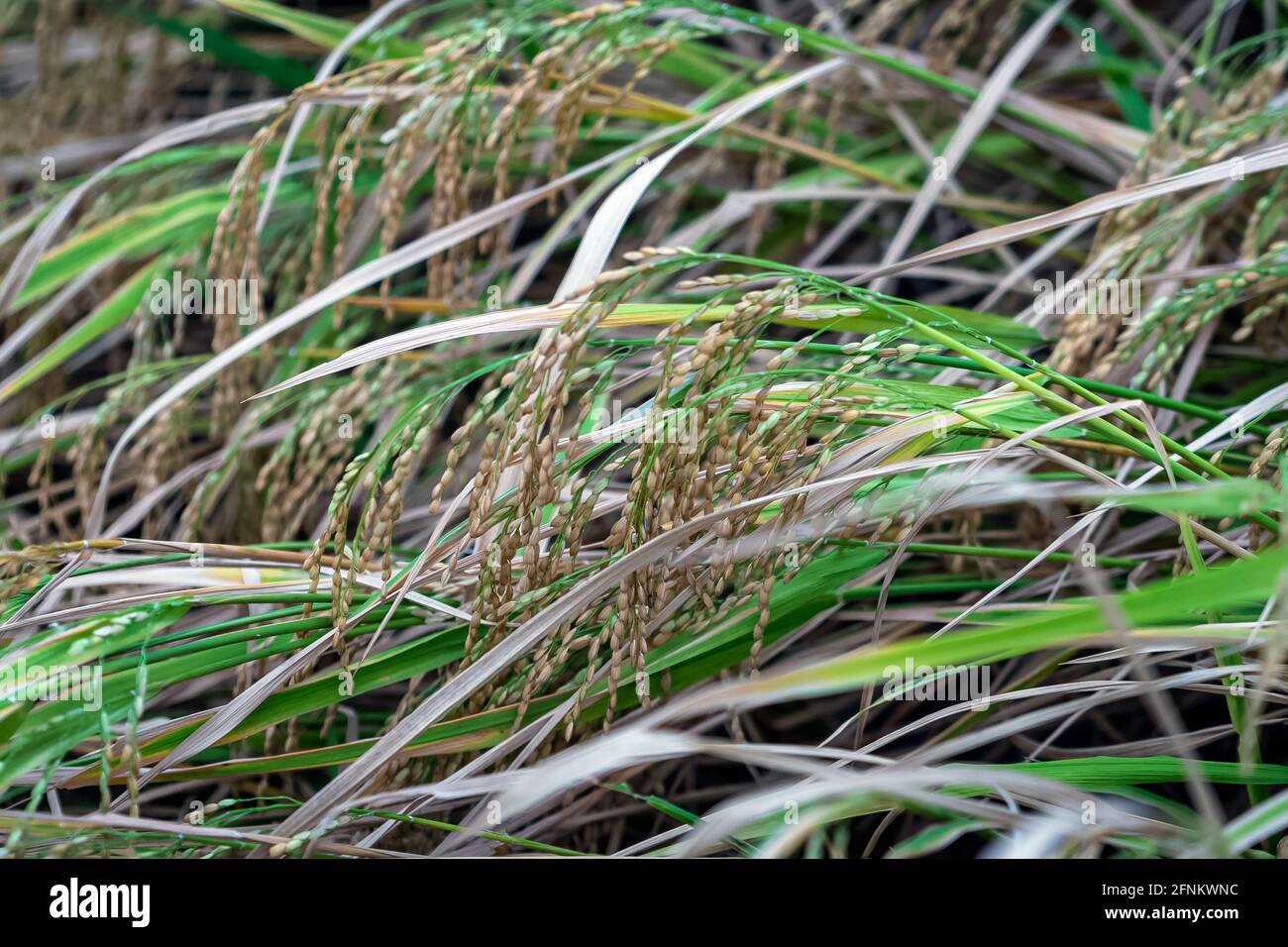 Ripe rice field on the farm ready for harvest. Stock Photo