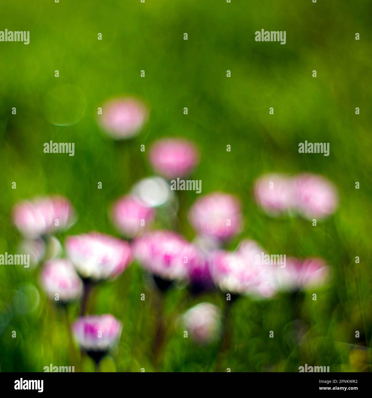 daisy flowers - soft focus - abstrackt background Stock Photo