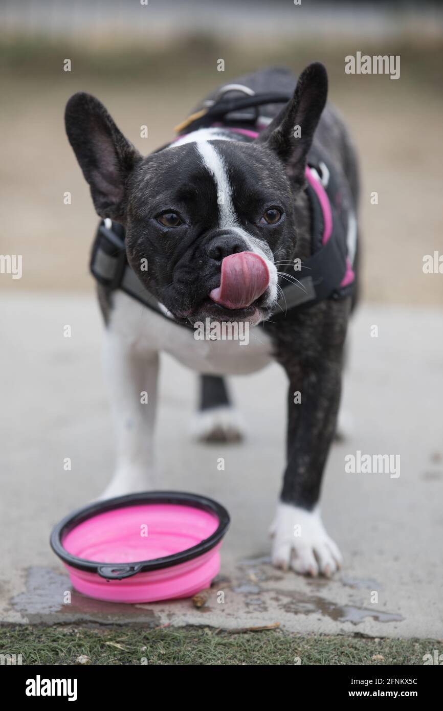 8MonthOld brindle and white Frenchie female puppy licking nose after