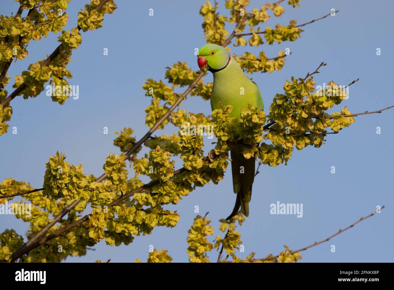 Roman Parakeets Introduced species italy hi-res stock photography and images - Alamy