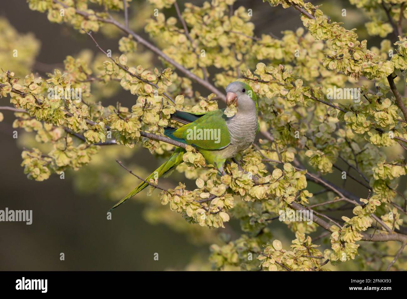 Roman Parakeets Monk Parakeet Europe High Resolution Stock Photography and Images - Alamy