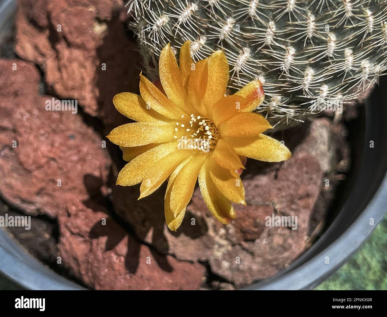closeup macro of one tiny bright orange Sulcorebutia arenacea cactus flower in a small pot with blurred lava pebbles in the background Stock Photo