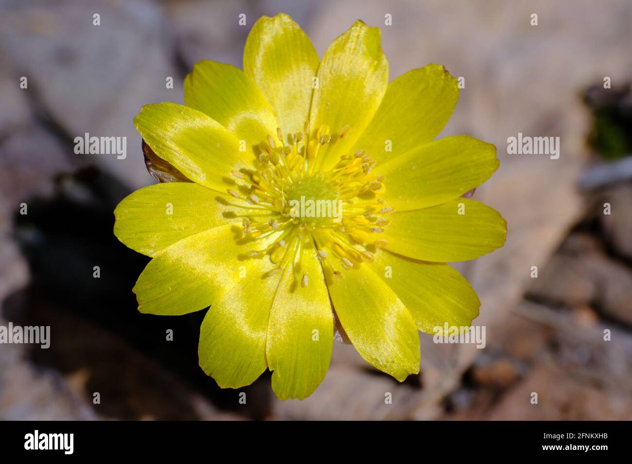 Amur Adonis High Resolution Stock Photography And Images Alamy