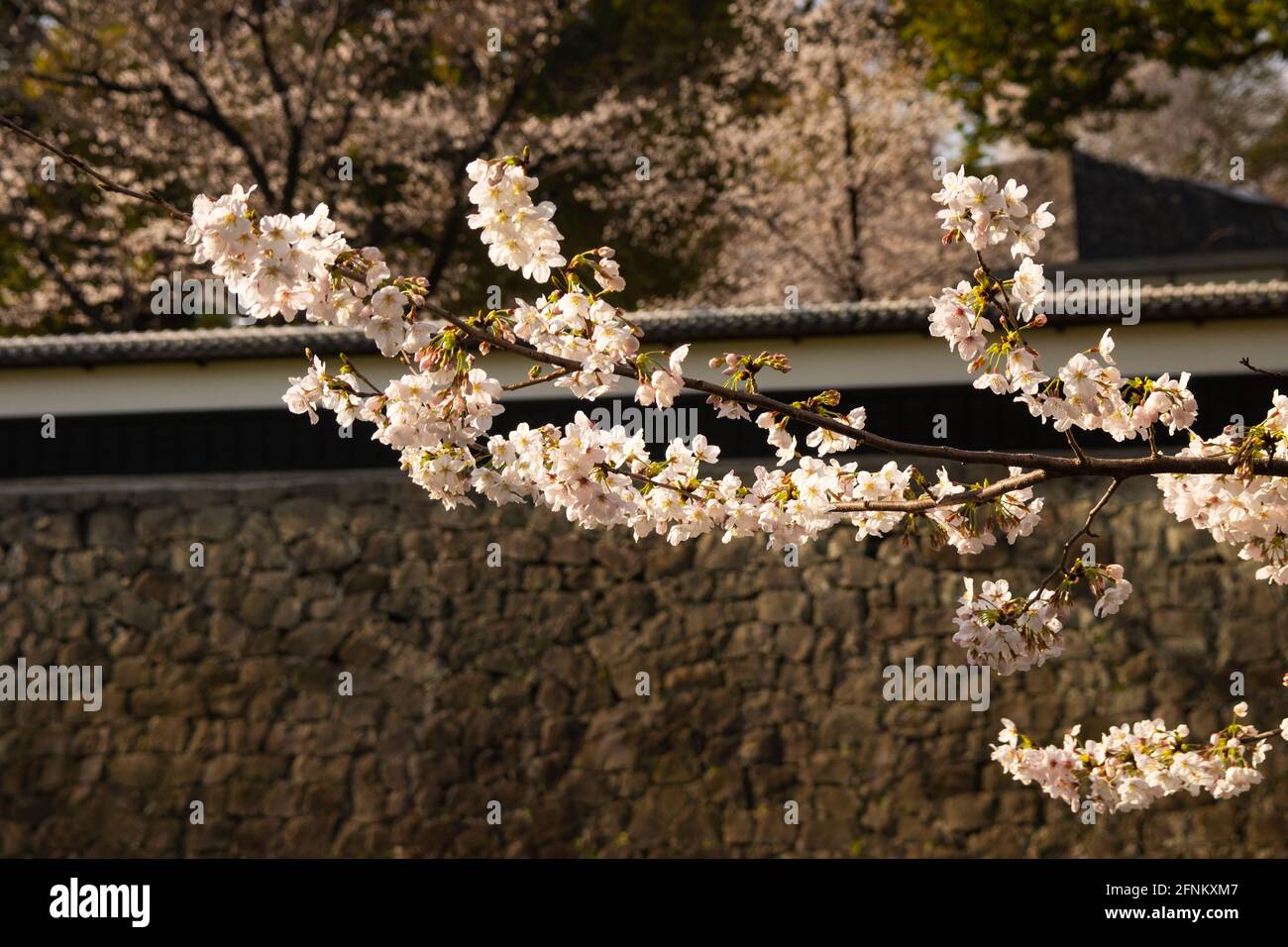 Cherry Blossoms and Nagabei Wall in Kumamoto Castle, Kumamoto ...