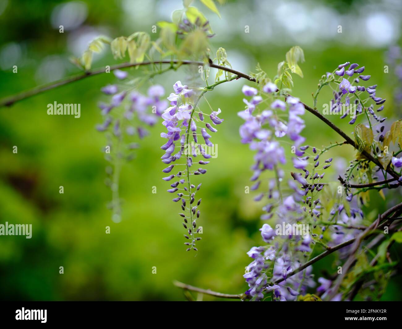 Japanese Wisteria Flower Stock Photo Alamy