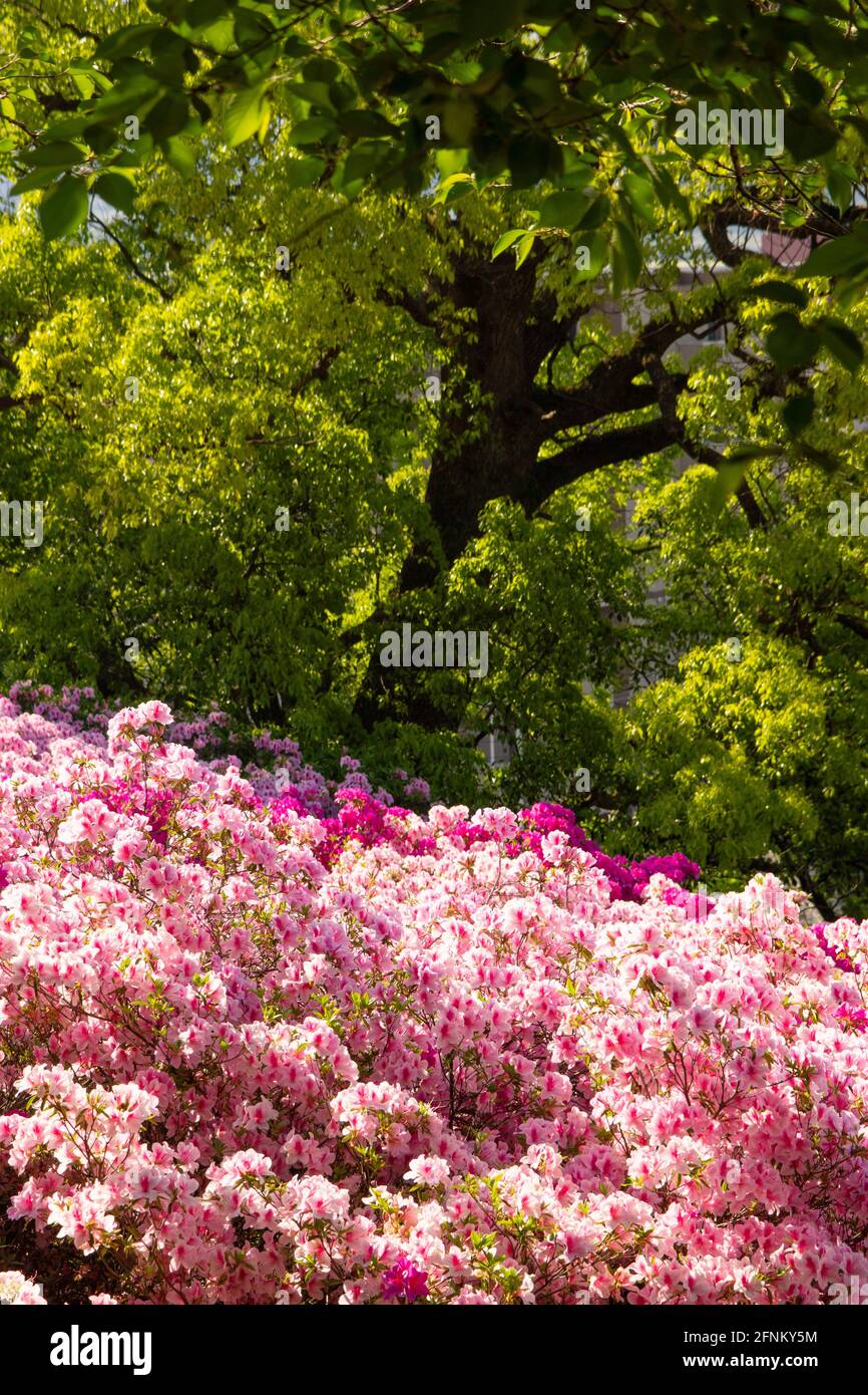Azalea in Hiyoshi Jinja Shrine, Kumamoto Prefecture, Japan Stock Photo