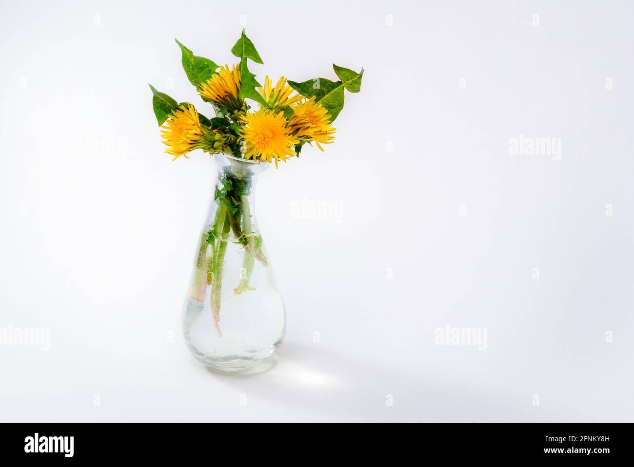 Dandelions in a glass vase on a white color background Stock Photo - Alamy