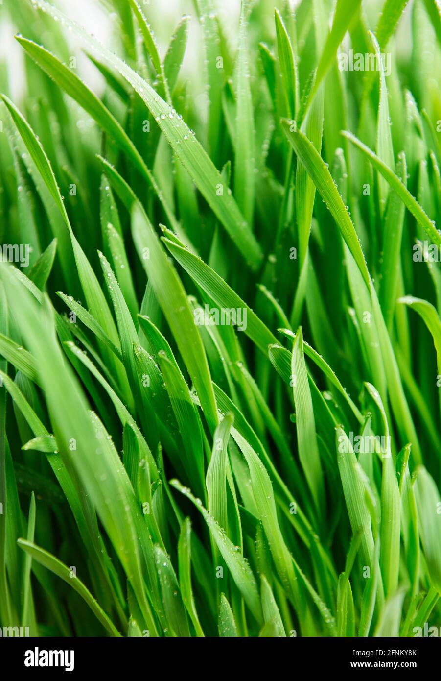 Green grass covered with water drops background Stock Photo - Alamy