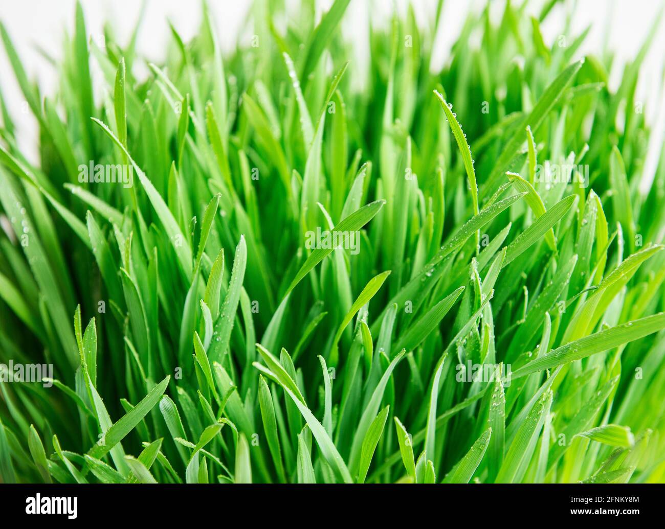 Green grass covered with water drops background Stock Photo - Alamy