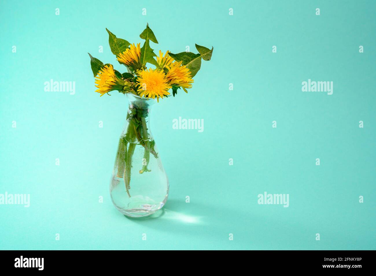 Dandelions in a glass vase on a green color background Stock Photo - Alamy