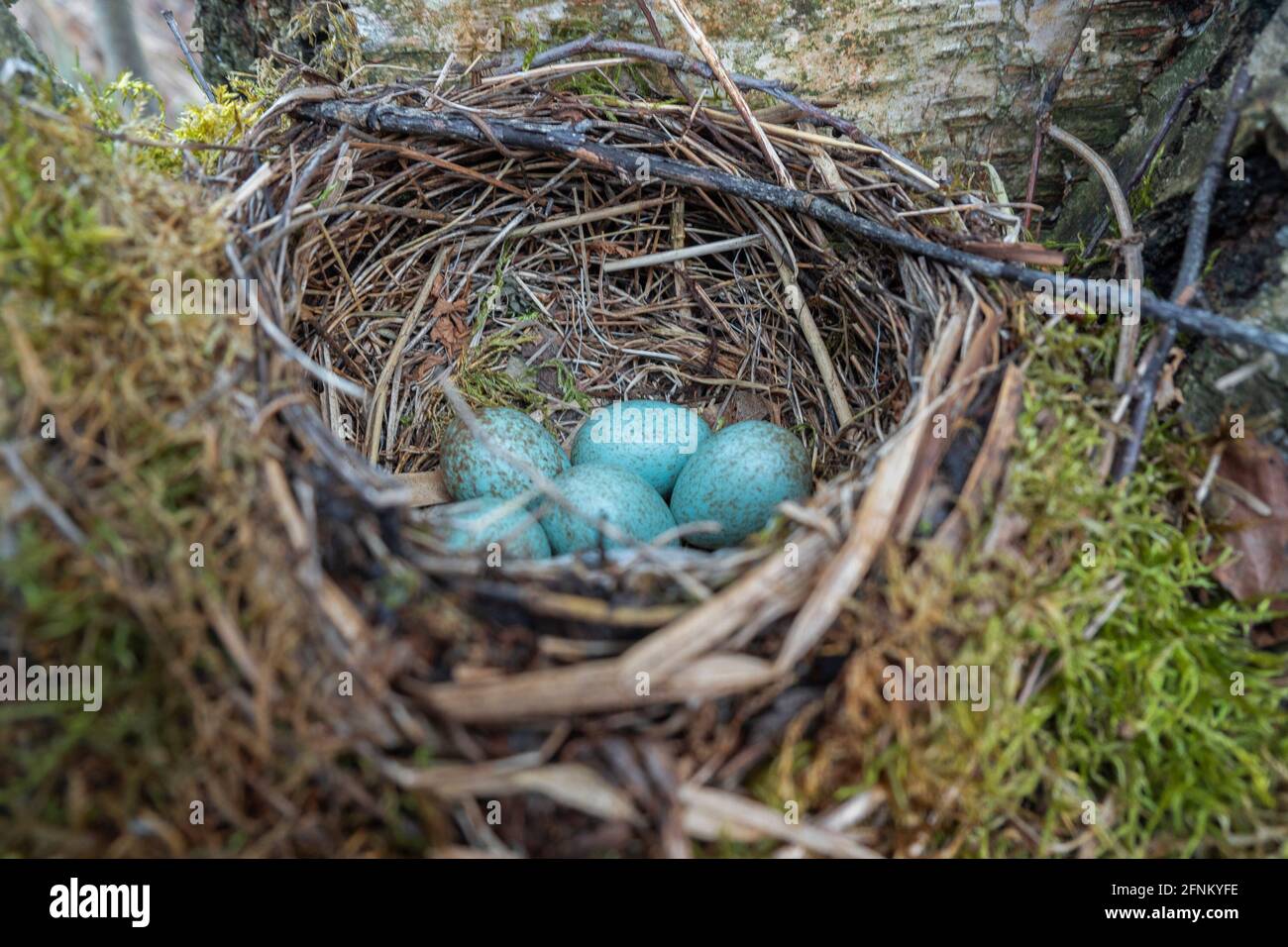 nest with blue eggs of a bird Thrush. wildlife Stock Photo Alamy