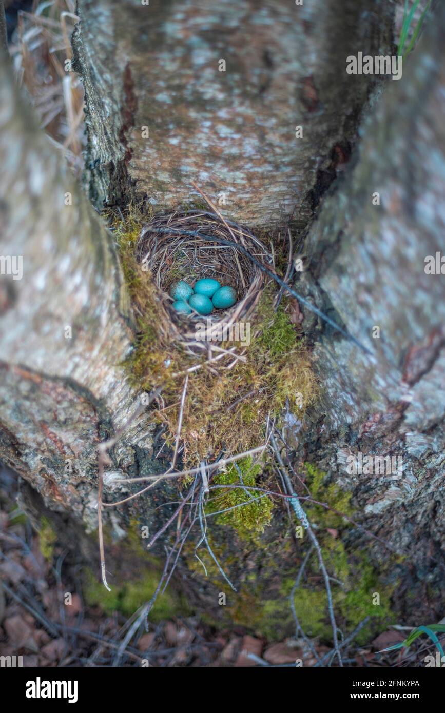 nest with blue eggs of a bird Thrush. wildlife Stock Photo Alamy