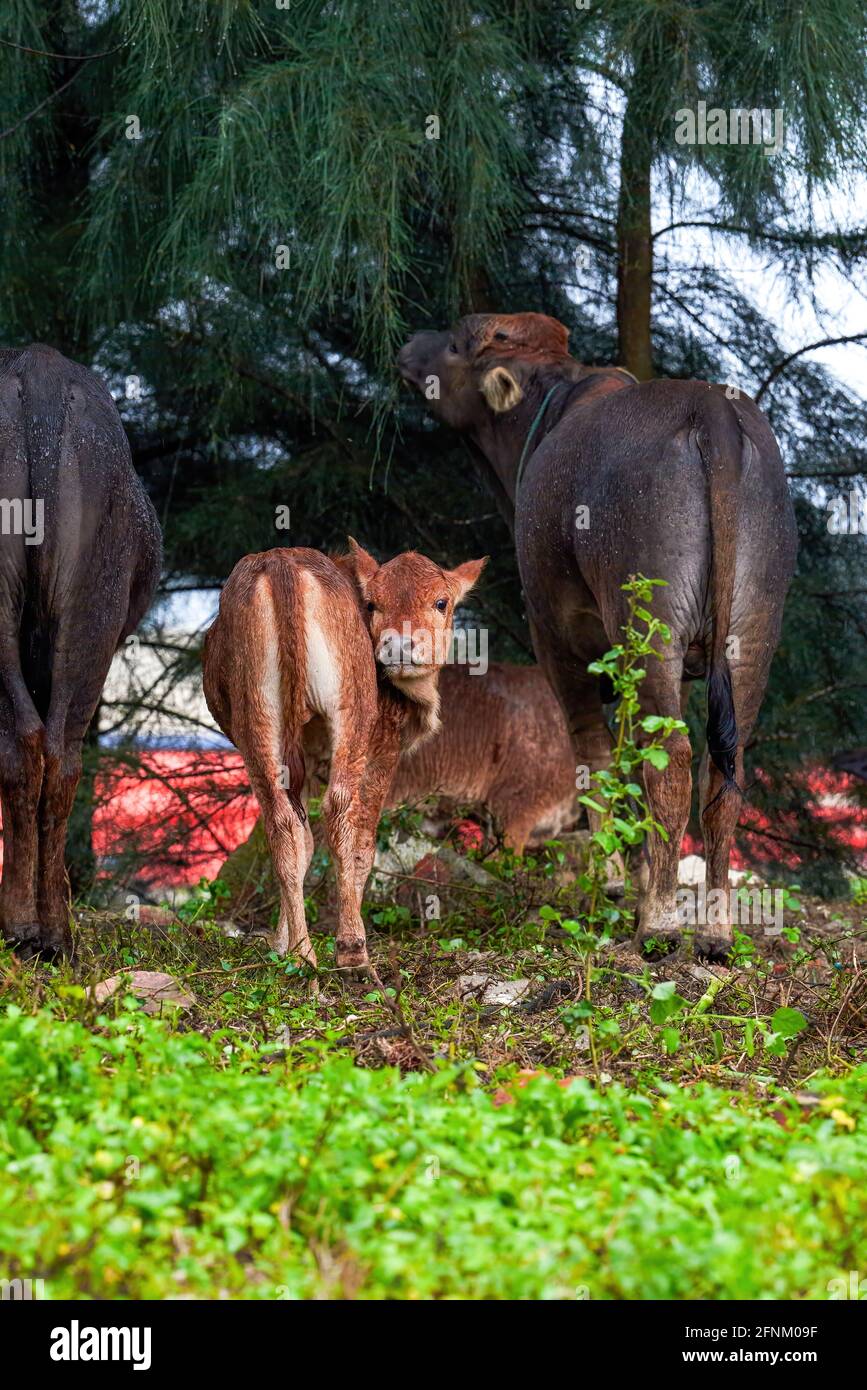 Buffalo calf birth hi-res stock photography and images - Alamy