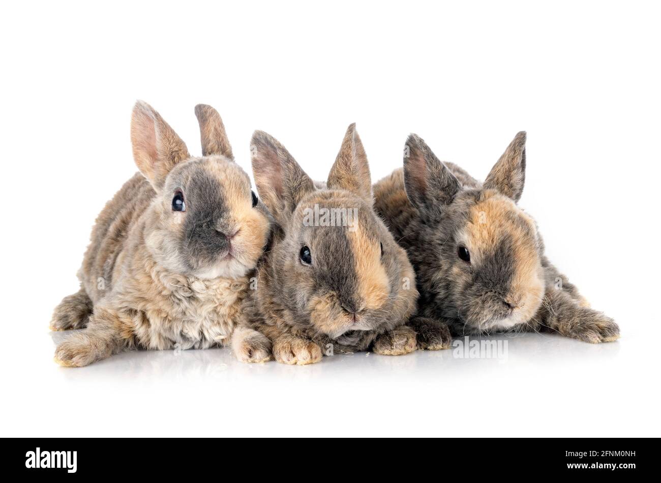 rex rabbits in front of white background Stock Photo - Alamy