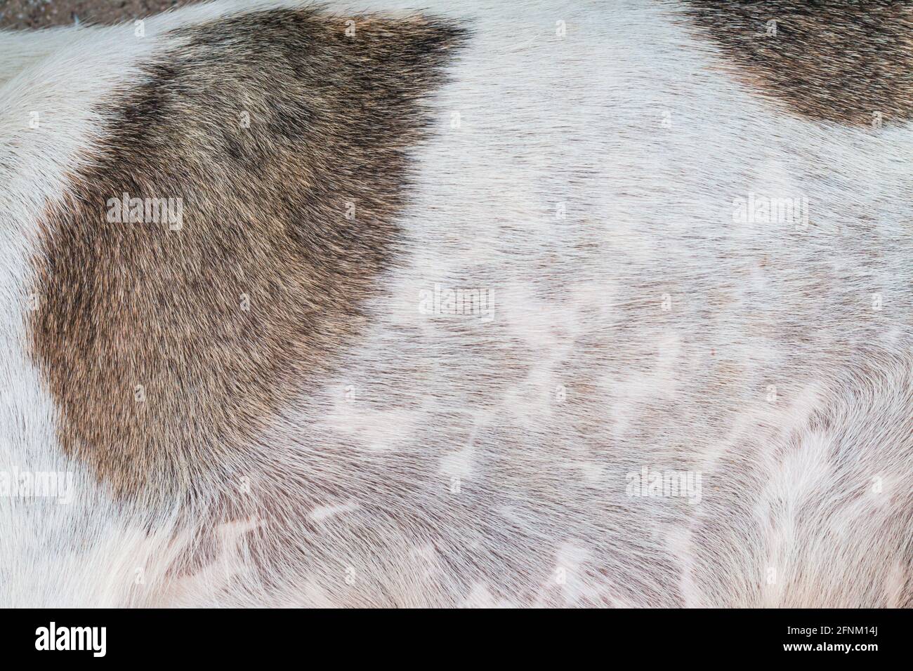 Wolf fur texture background gray hi-res stock photography and images ...