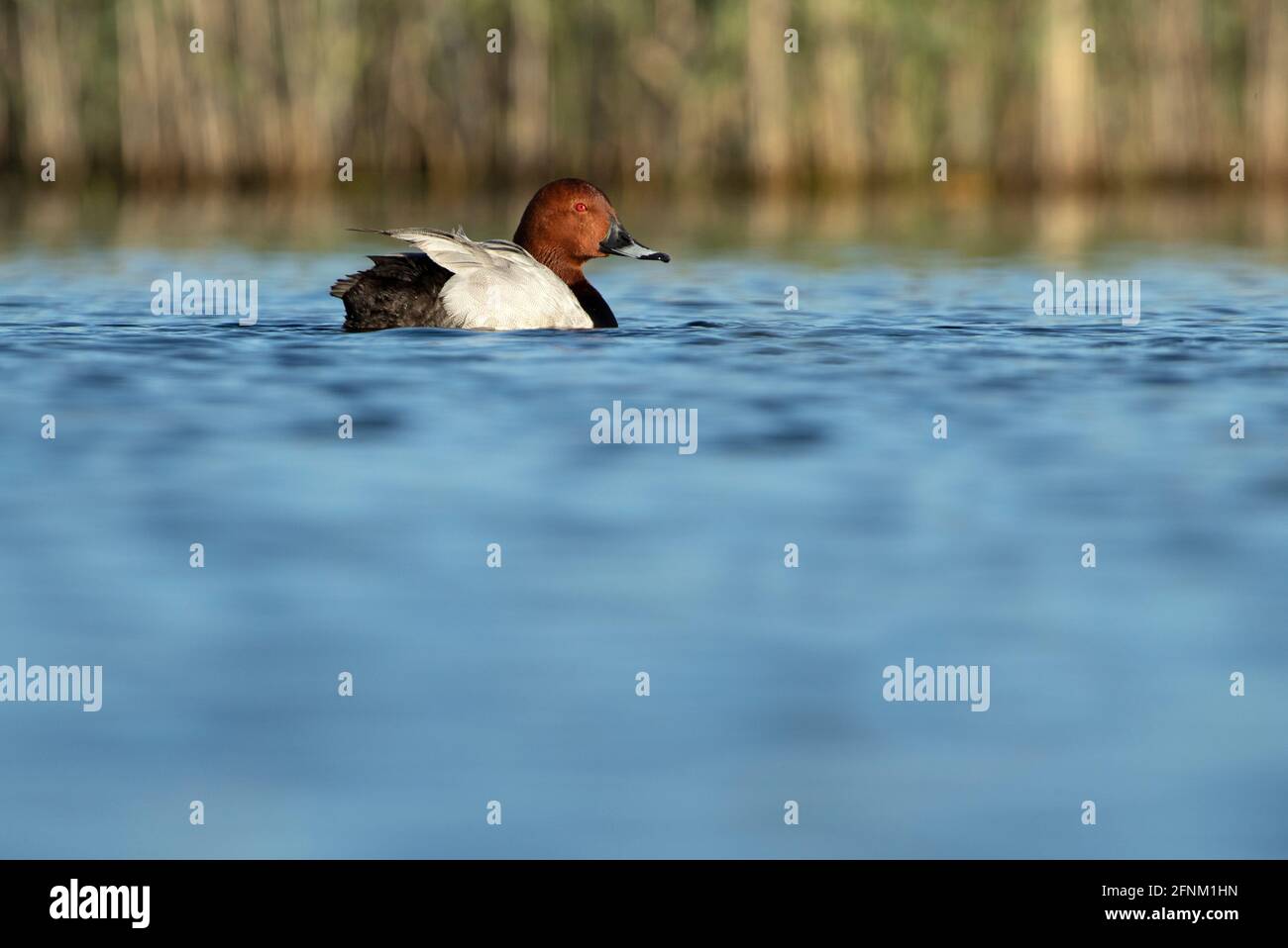 Male of Common pochard in breeding plumage with the first light of day in a lagoon in central Spain Stock Photo