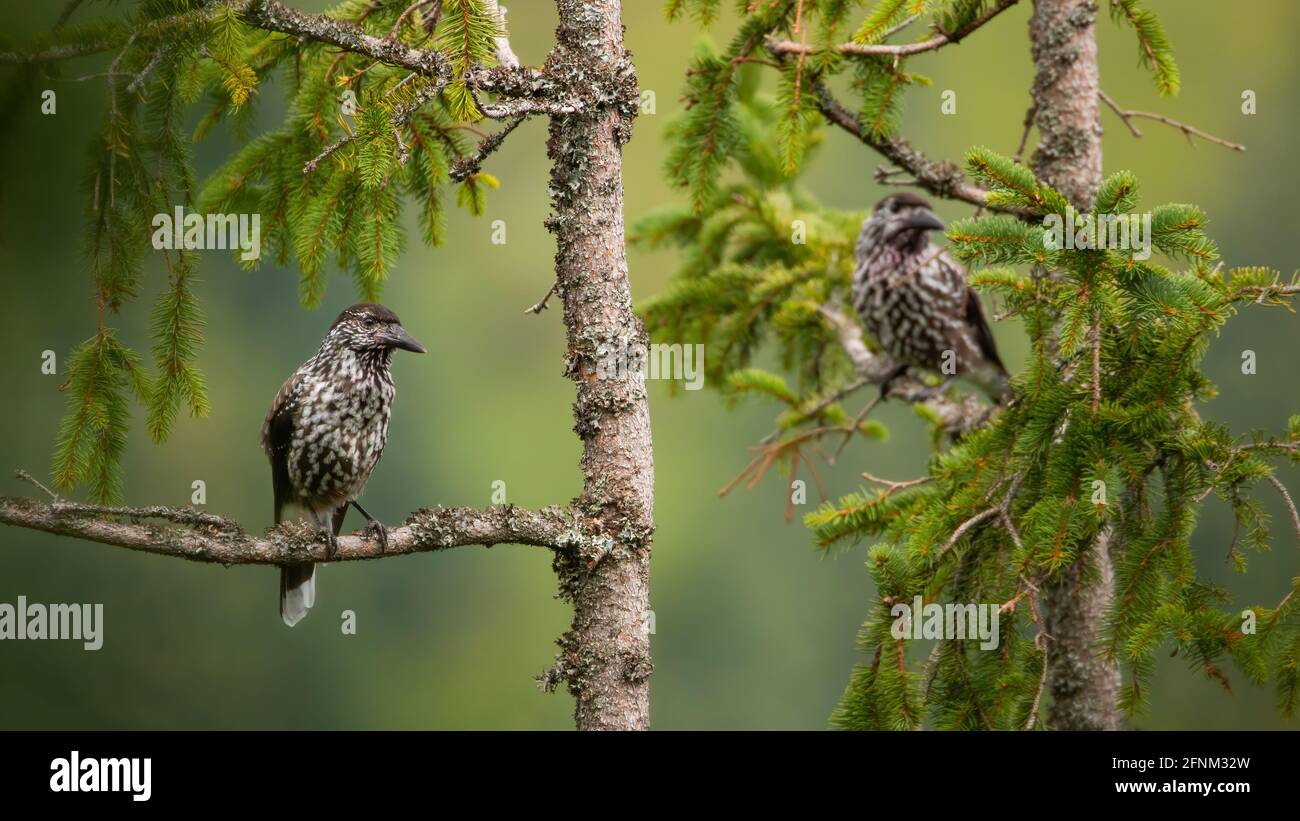 Two spotted nutcrackers sitting on treetop in summer Stock Photo