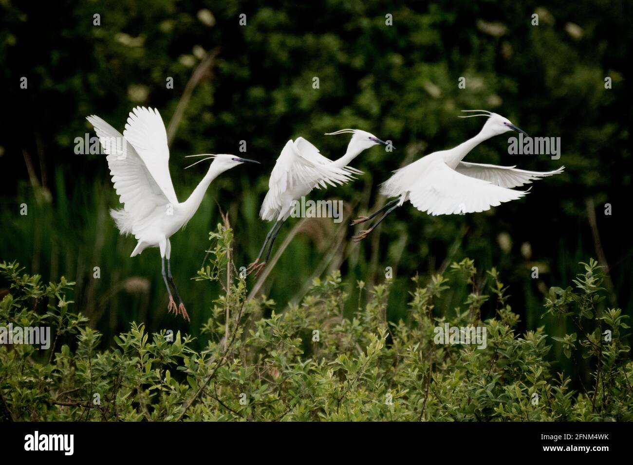 Birds motion Stock Photo