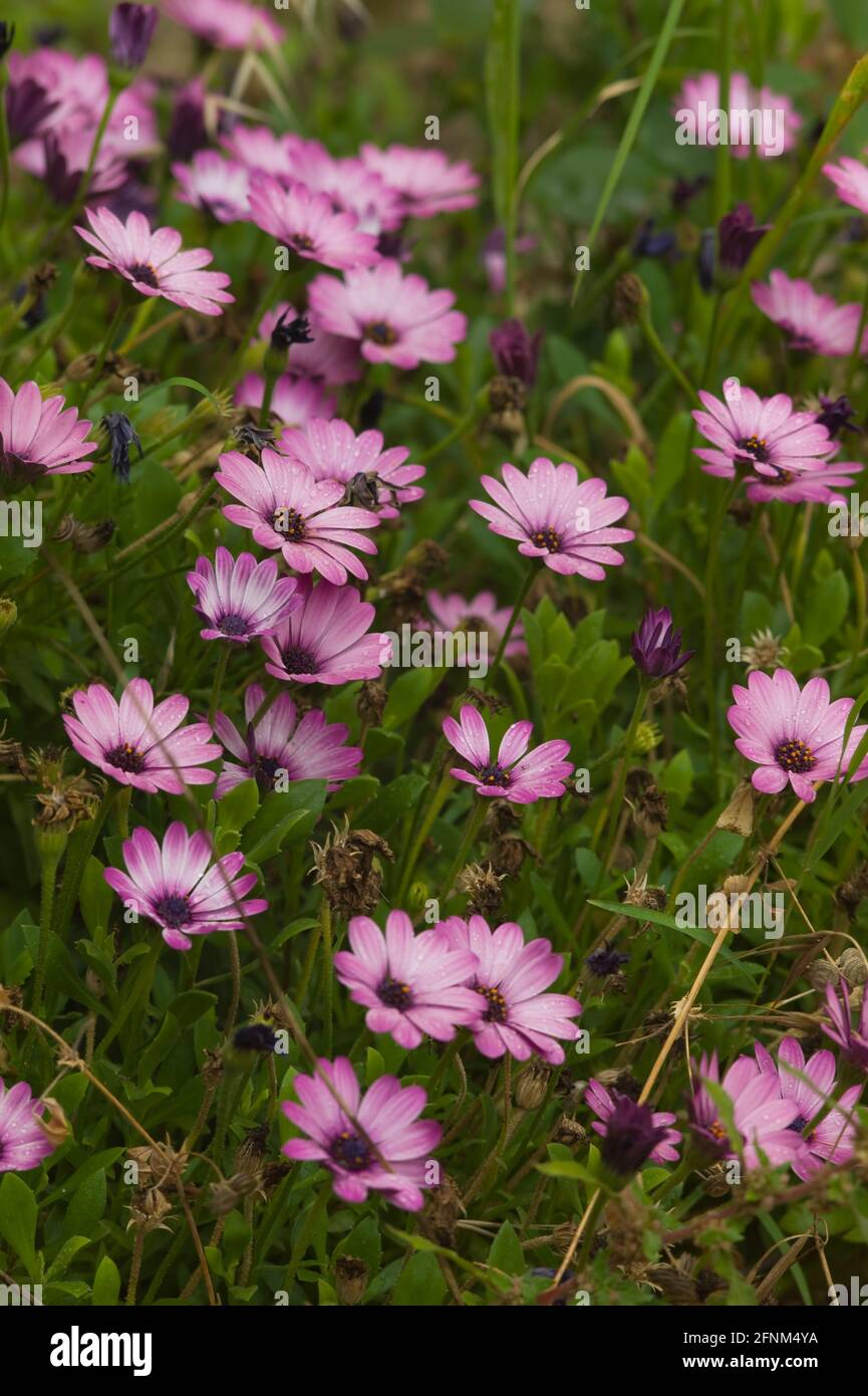 A field of Pink Dimorphotheca ecklonis or Cape daisy flowers in a park Stock Photo