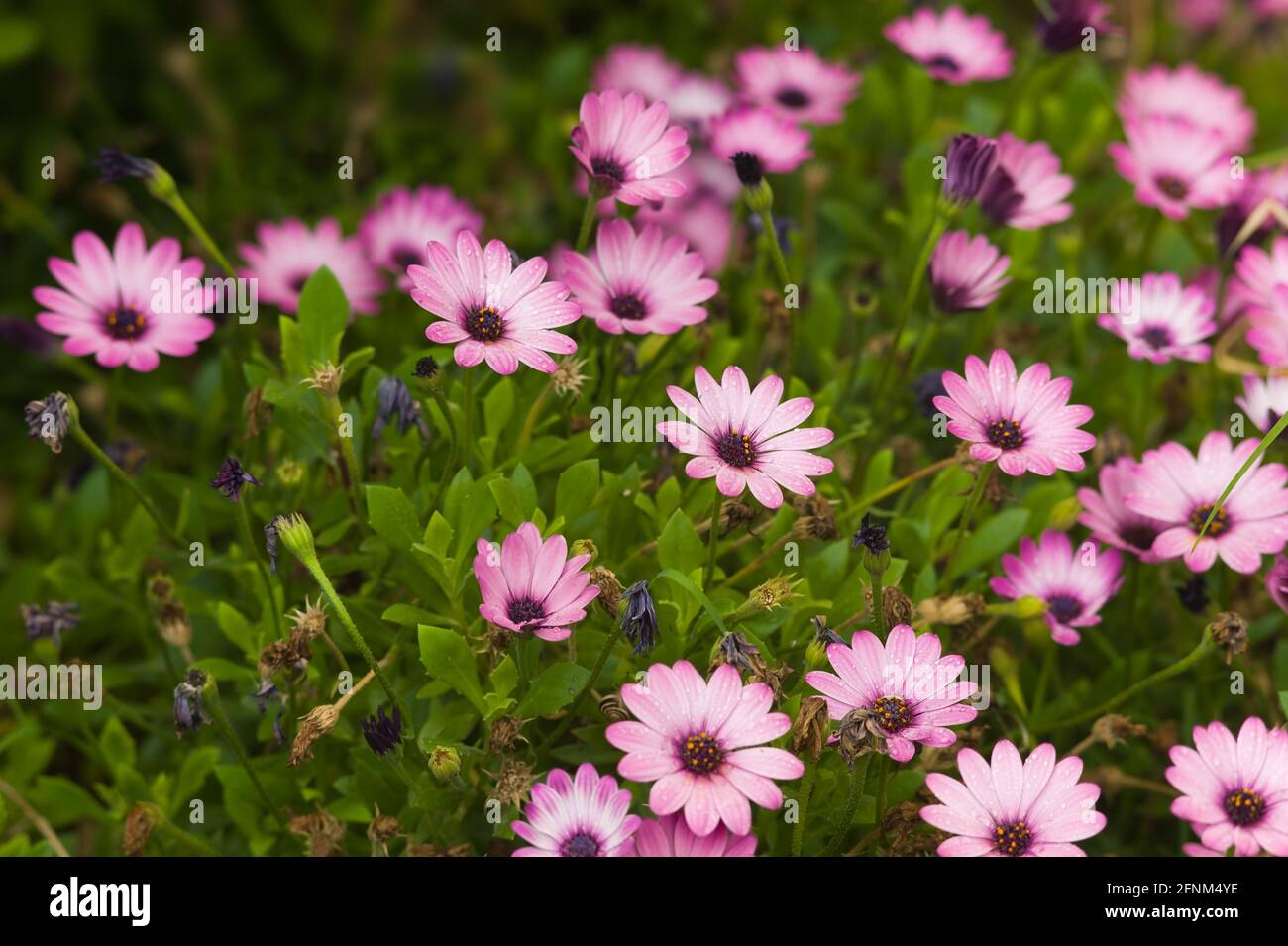 A field of Pink Dimorphotheca ecklonis or Cape daisy flowers in a park Stock Photo
