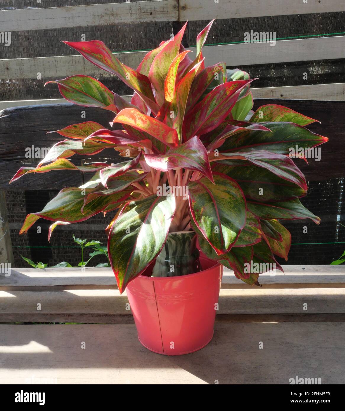 Chinese Evergreen or red Aglaonema plantin pink color tree pot on gray wooden table, Colorful leaves of ornamental plant Stock Photo