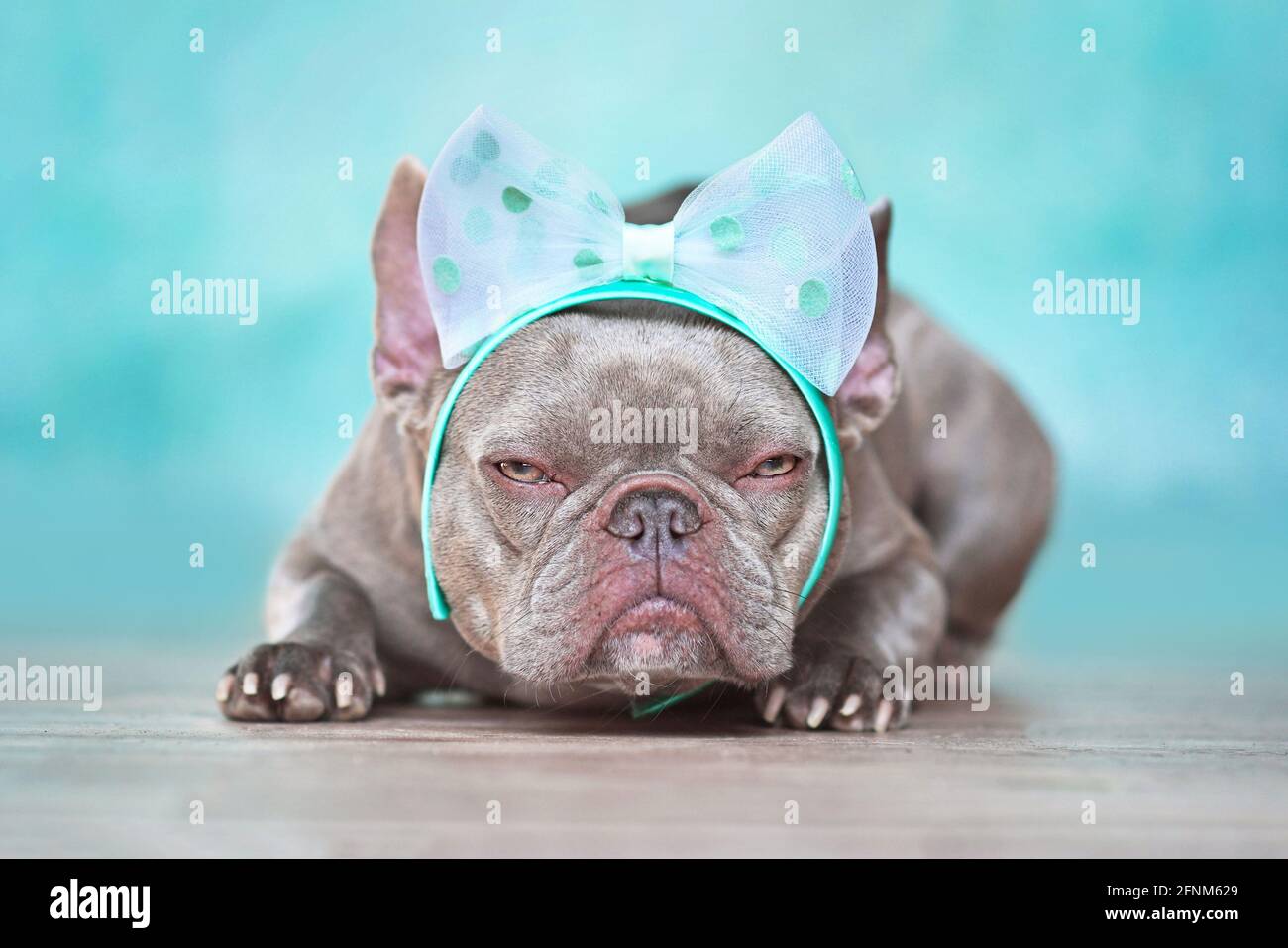 French bulldog headband cheap