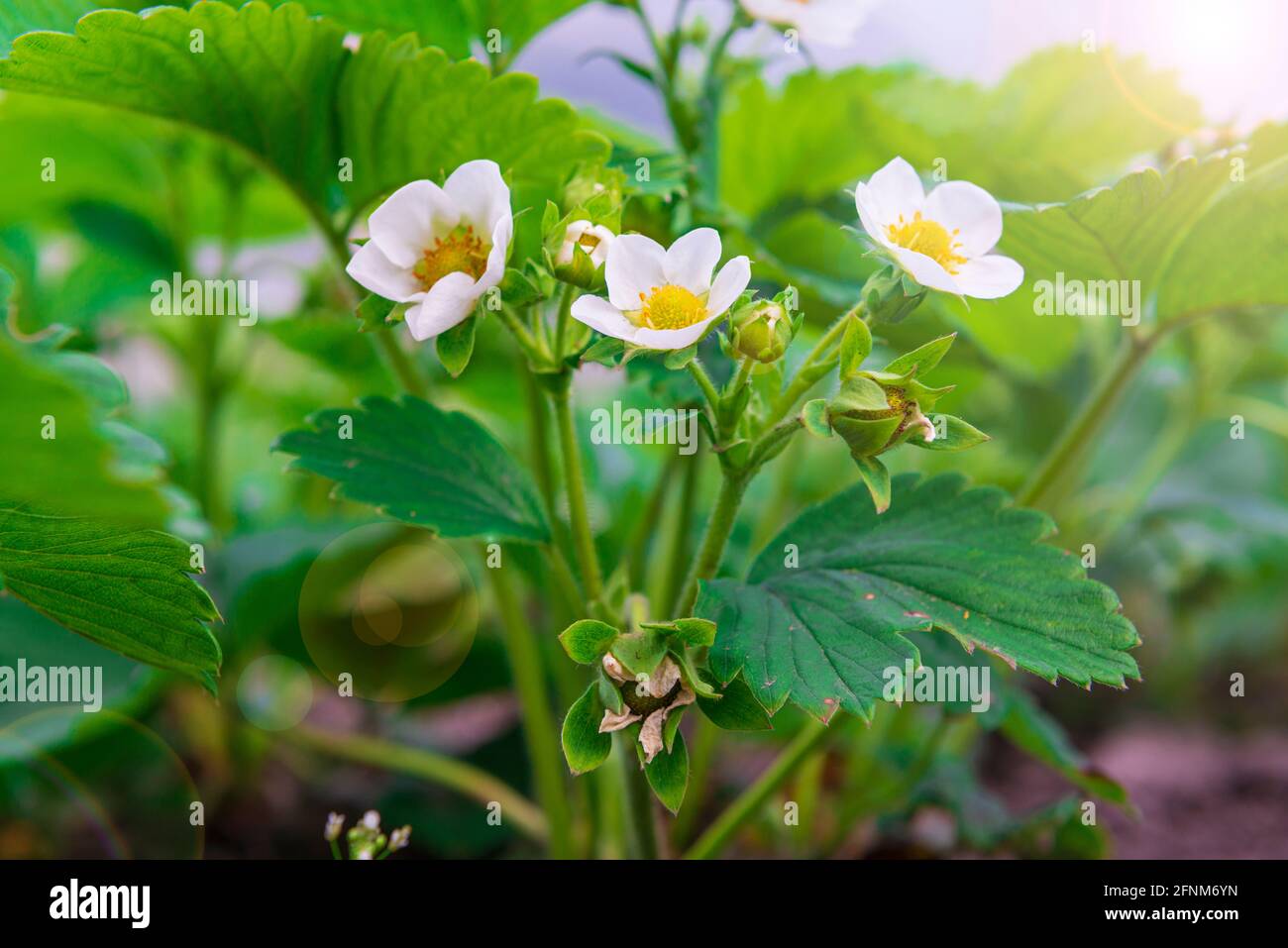 Strawberry plants with flowers in the garden. Gardening in spring Stock ...