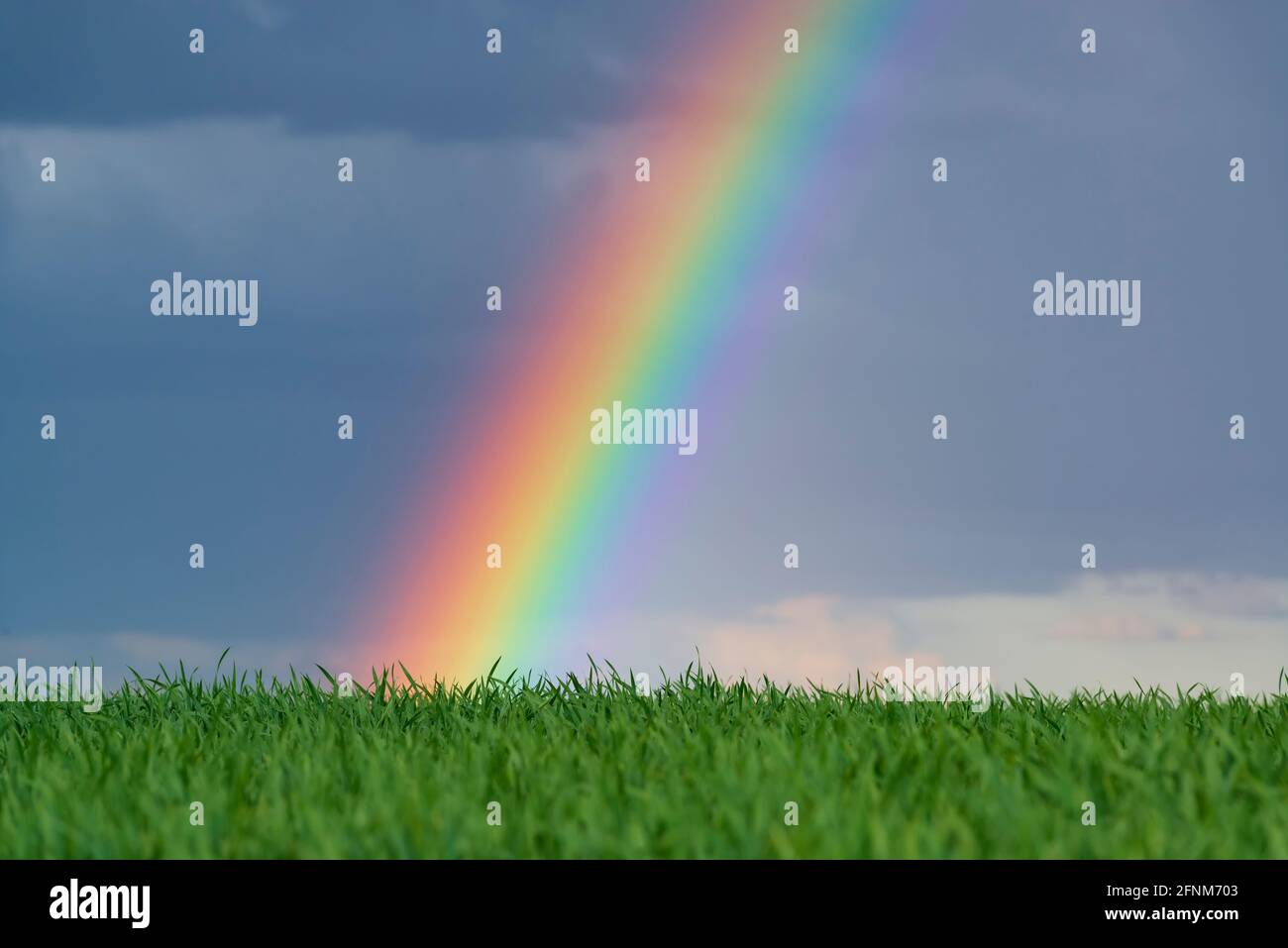 Rainbow over wheat field. Original photo. Countryside after rain Stock Photo