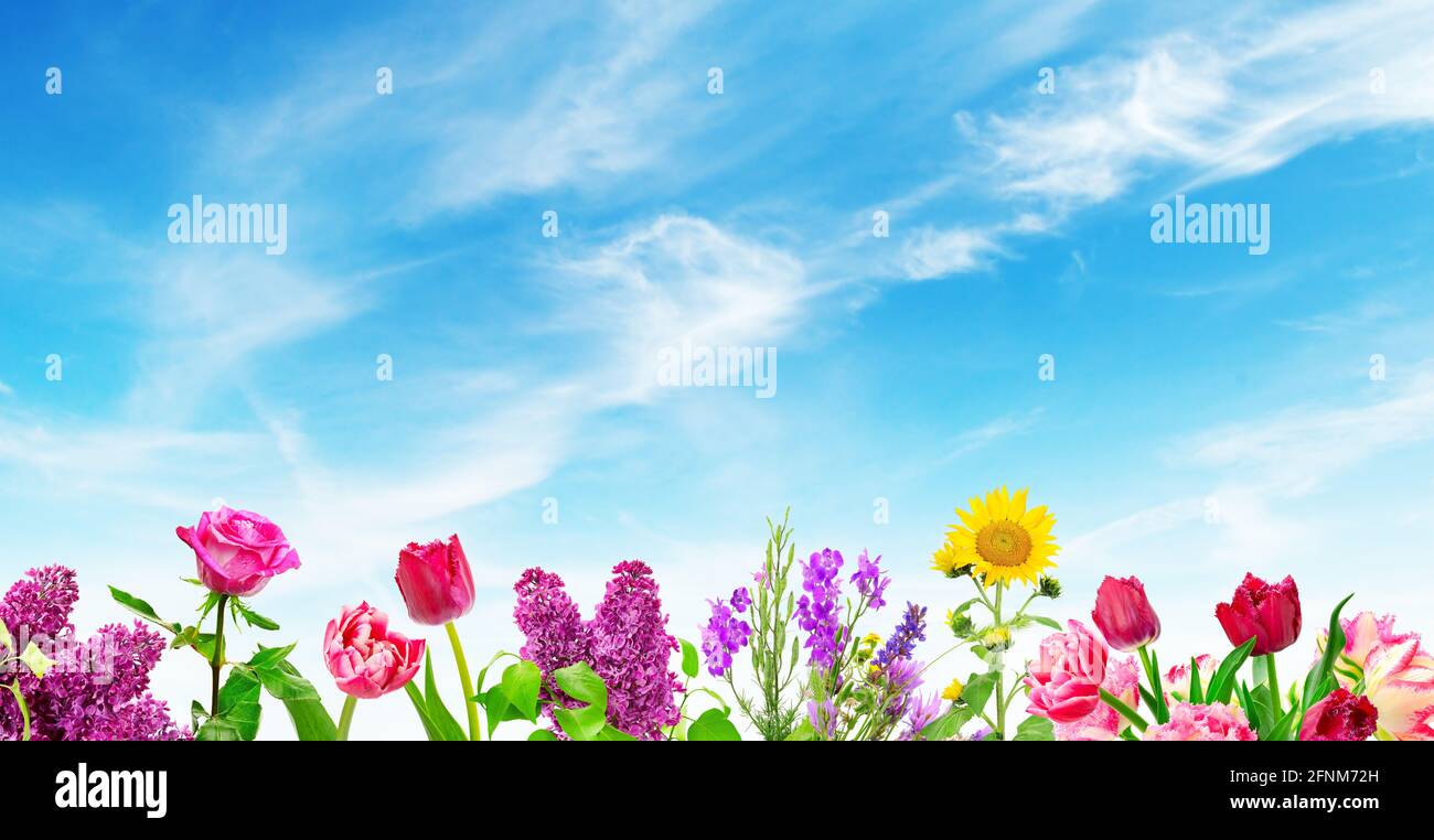 Blooming flowers on background beautiful blue sky Stock Photo