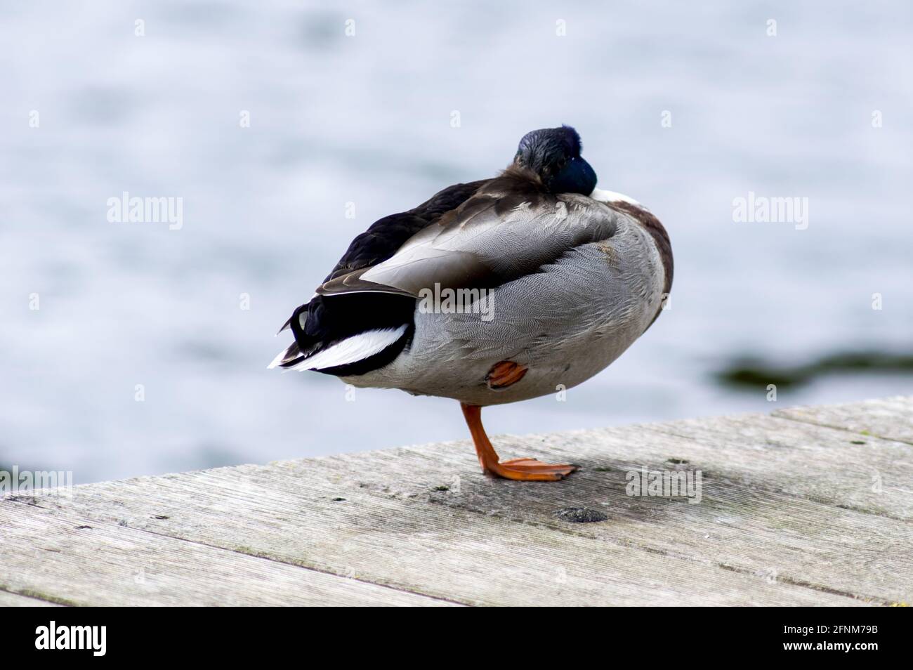 Sleeping Duck on one leg Stock Photo