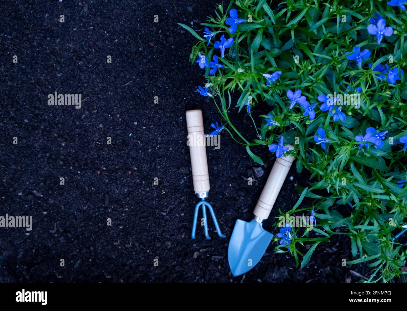 planting beautiful green flowers in soil and small garden tools on the ground Stock Photo