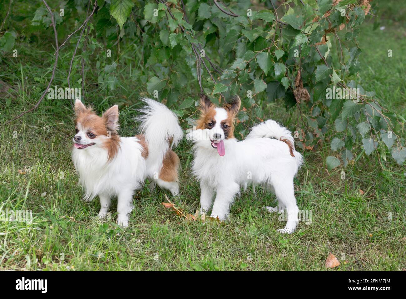 Hård ring Endeløs Afvigelse Papillon chihuahua hi-res stock photography and images - Alamy
