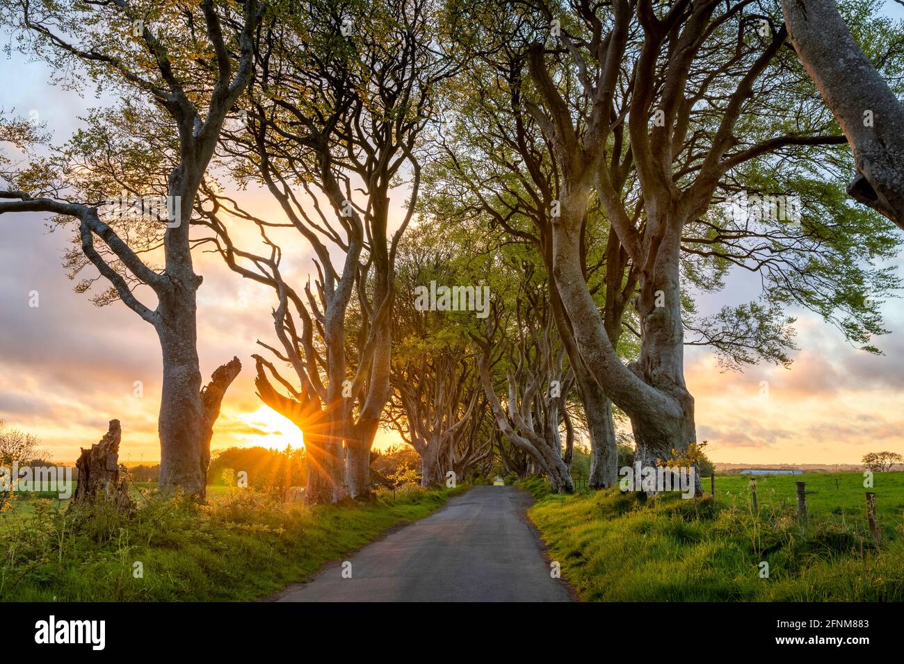 Avenue of Beech Trees known as The Dark Hedges in Co. Antrim Northern