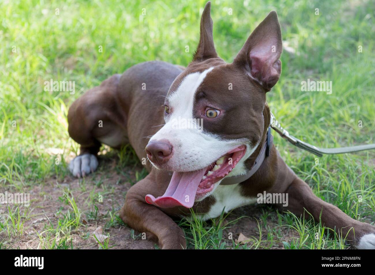 Cute american pit bull terrier puppy is lying on a green grass in the summer park. Ten month old. Pet animals. Purebred dog. Stock Photo