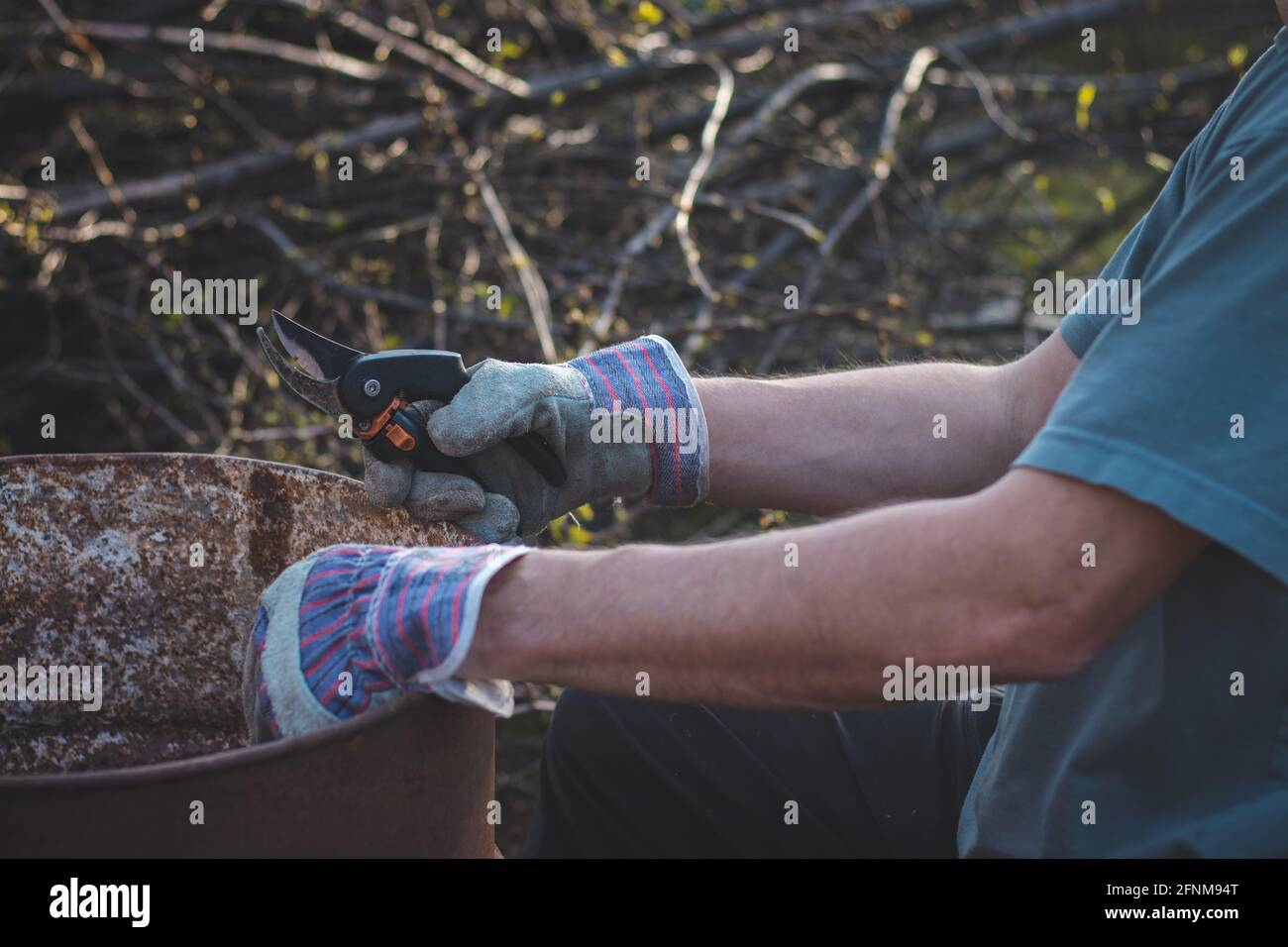 Detail of the deployment of a young temporary worker in a forest environment while cutting branches. Sharp scissors cut through a small tree stem like Stock Photo