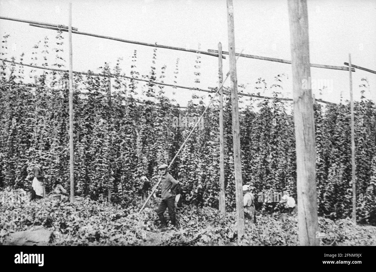 agriculture, hops, hop cultivation in Hallertau, farmers harvesting, Bavaria, 1930s, ADDITIONAL-RIGHTS-CLEARANCE-INFO-NOT-AVAILABLE Stock Photo