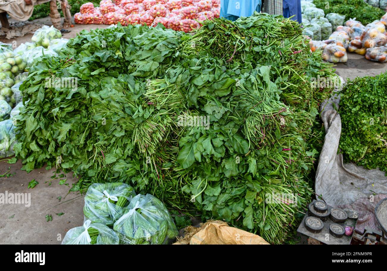 Spinach is a leafy green flowering plant native to central and western