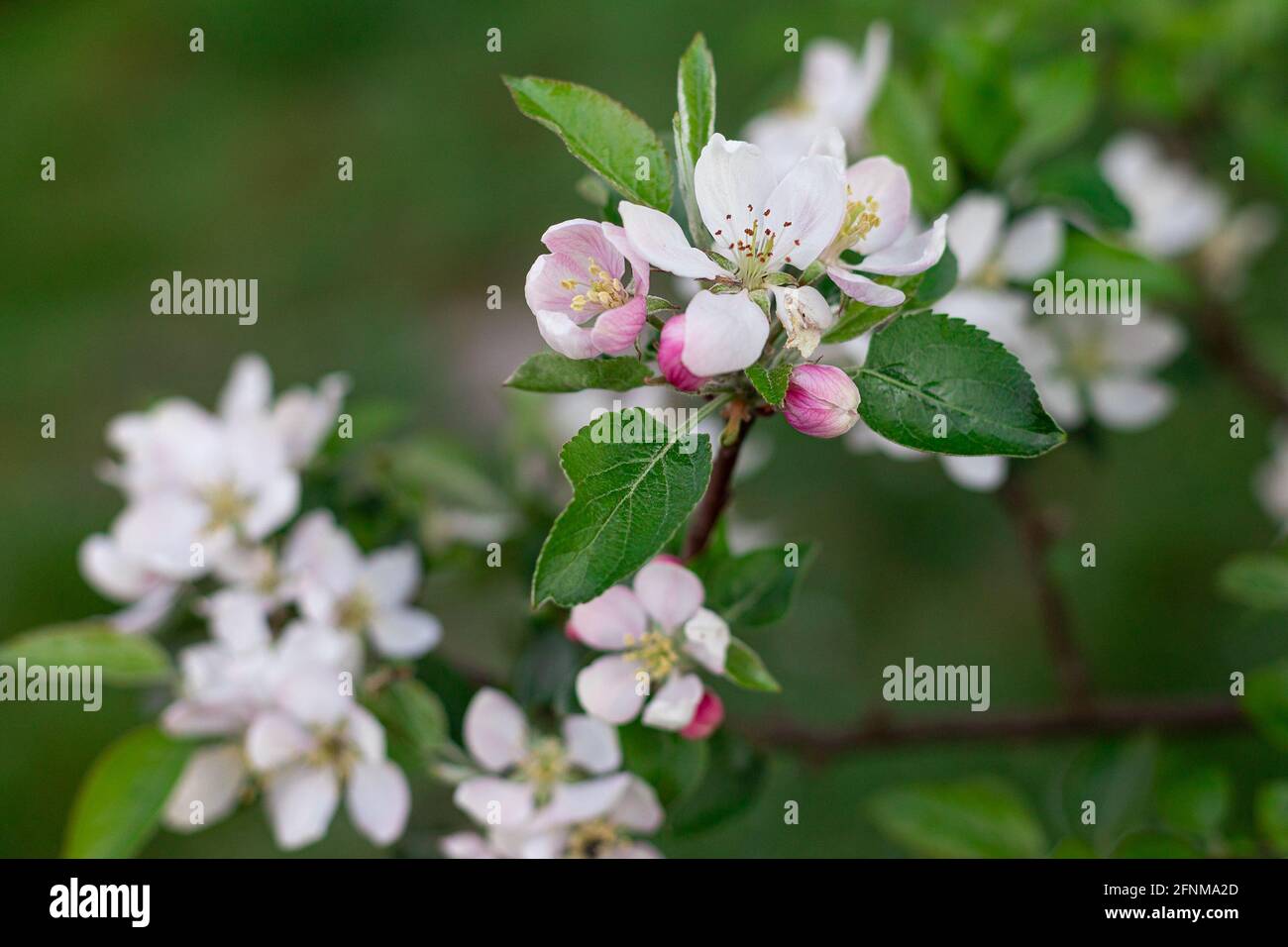 Blossoming branch of apple tree, blurry background. May flowering fruit tree. White-pink flowers. Stock Photo