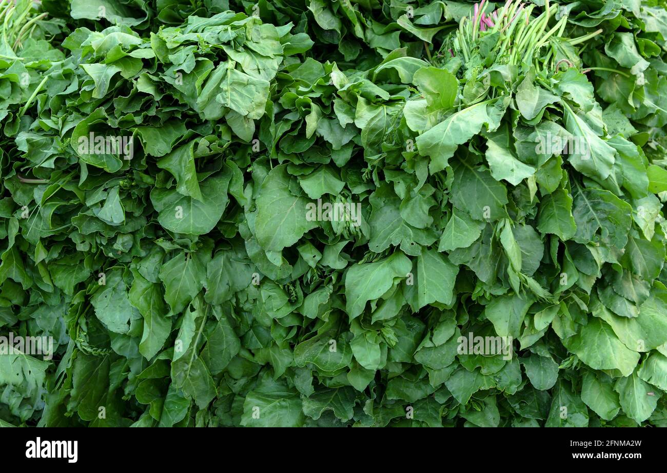Spinach is a leafy green flowering plant native to central and western Asia Stock Photo