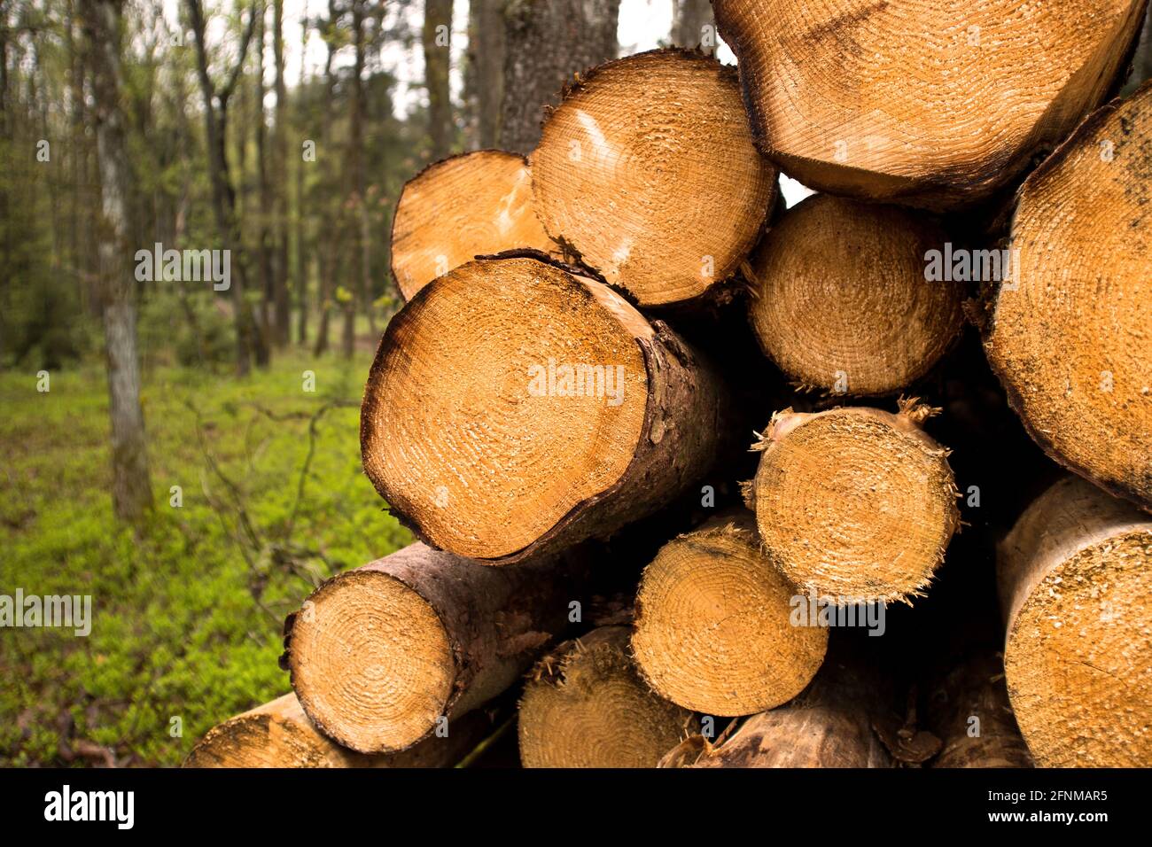 felled tree trunks in the spring forest Stock Photo