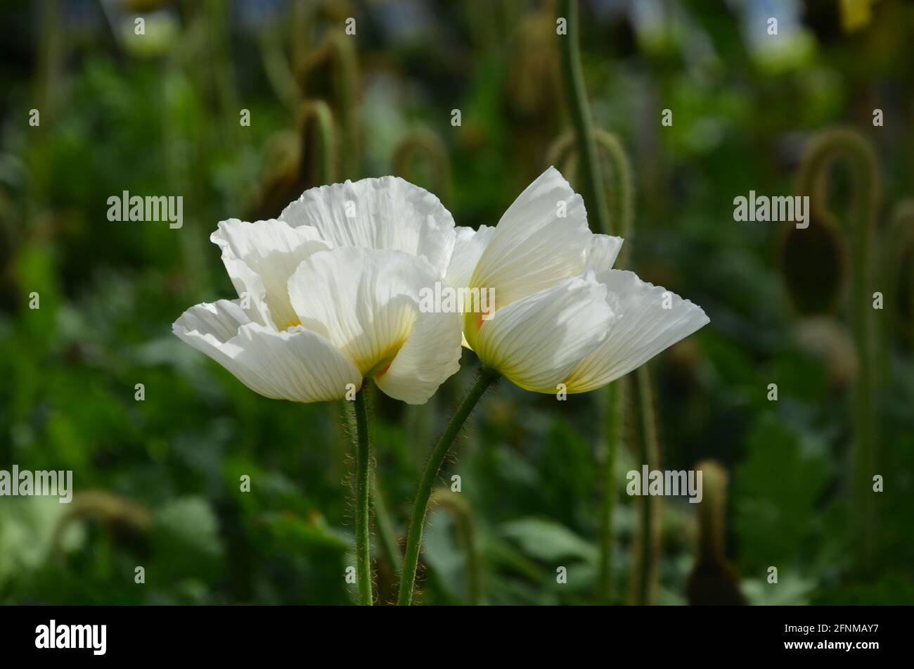 Papaver nudicaule red poppy hi-res stock photography and images - Page 2 -  Alamy, image size:1300x951