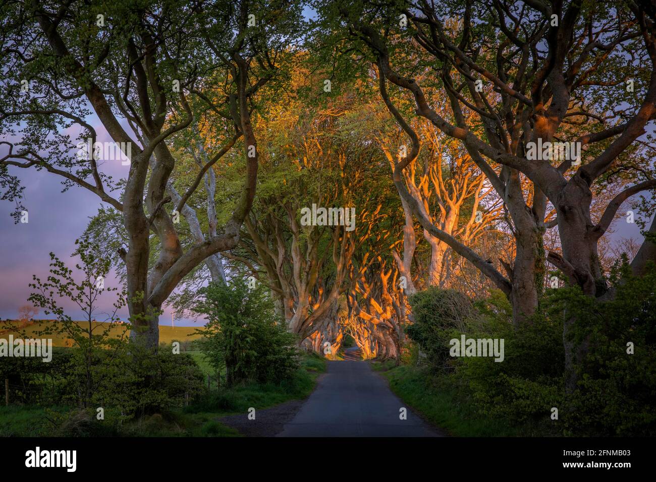 Avenue of Beech Trees known as The Dark Hedges in Co. Antrim Northern