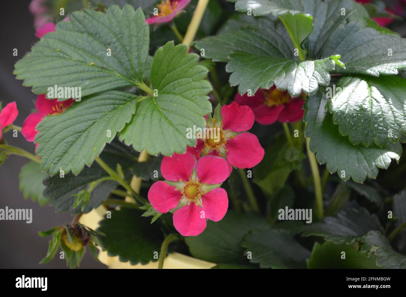elite strawberry with pink flowers, fruit plants, blooming strawberry ...