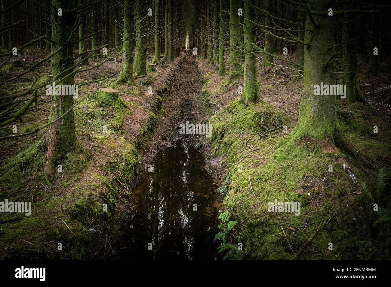 Sitka spruce uk hi-res stock photography and images - Alamy