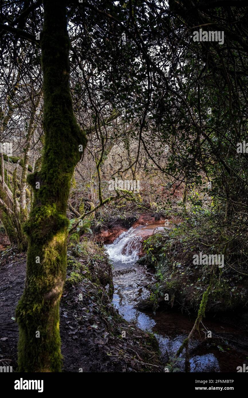 A stream flowing through the atmospheric Metha Woods in Lappa Valley near St Newlyn East in Cornwall. Stock Photo