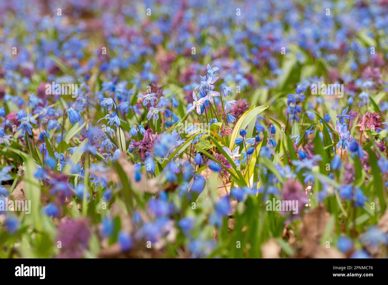 Magic light shining from blooming lawn with pretty blue Scilla bifolia squill and purple Corydalis cava in wild sunny forest. Spring flowers details w Stock Photo